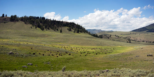 Behind "Grazing For Life"