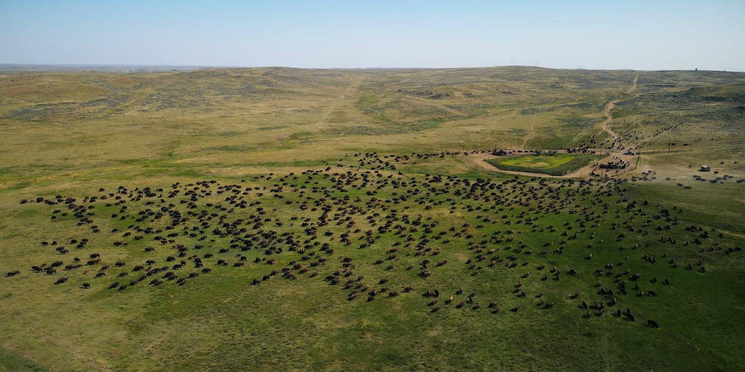 Grazing Bison herd