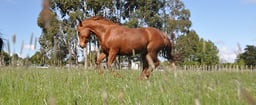 Integrity Soils Horse
