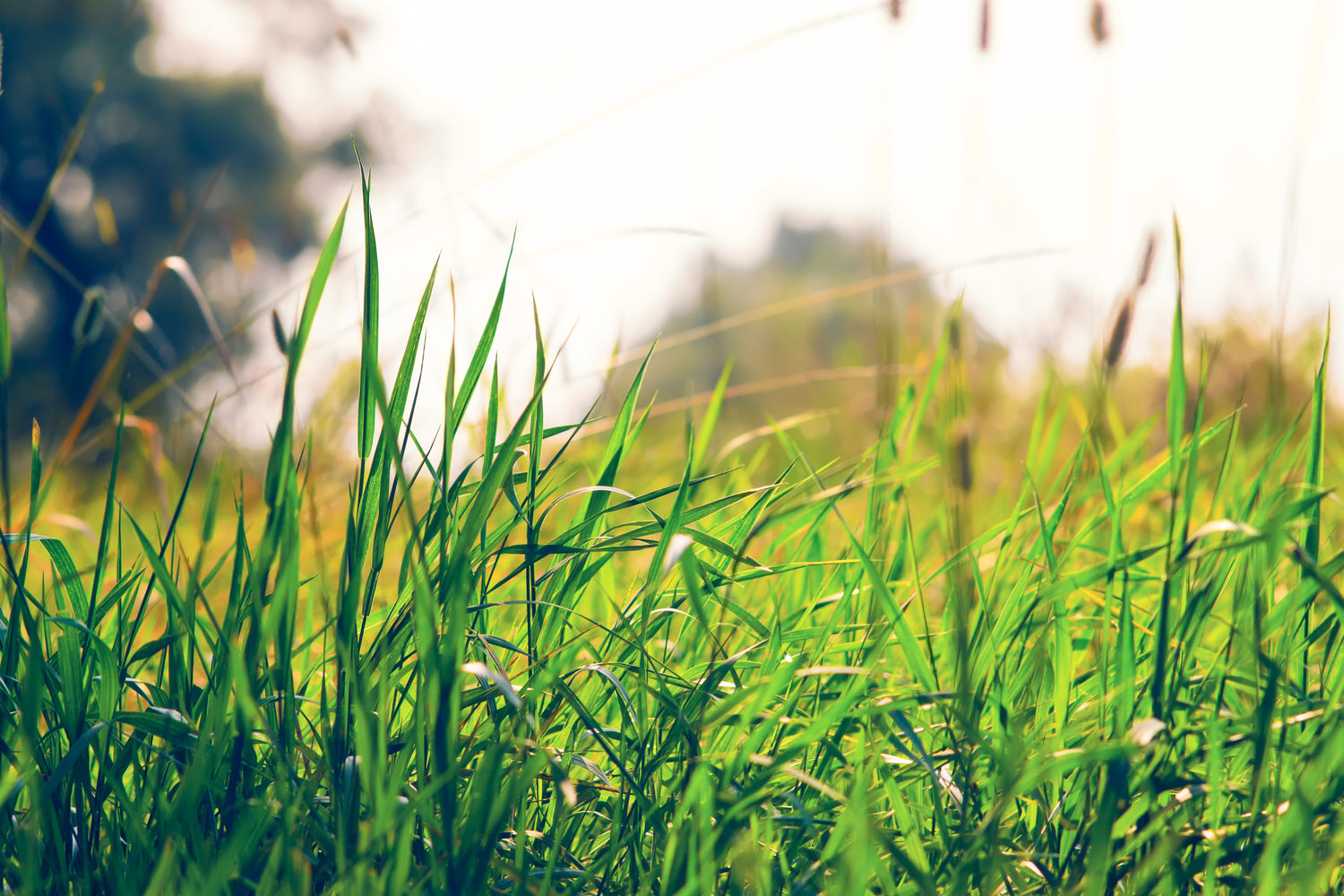 grass for background