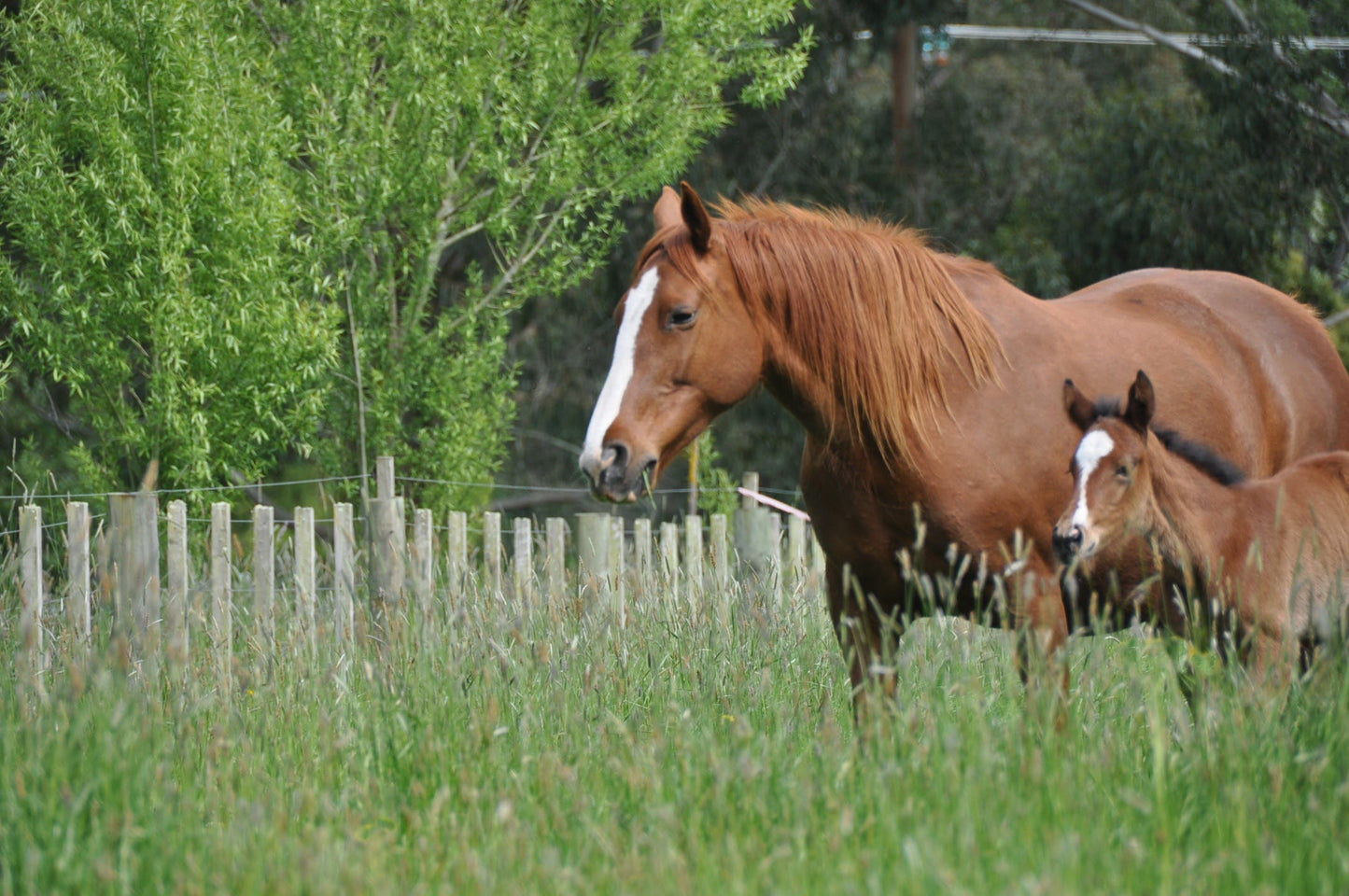 The Soil Horse Course