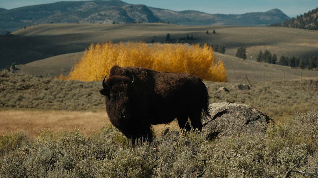 Bison Restoration with Chance Weston