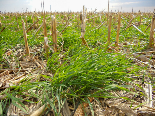 Are Cover Crops the Best Fit to Address Your Limiting Growth Factor