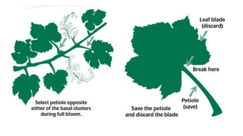 How to Take Leaf Samples from Pastures and Trees