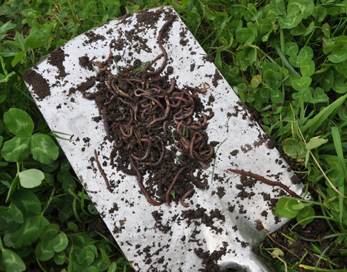 The Benefits of Worms & Vermicast