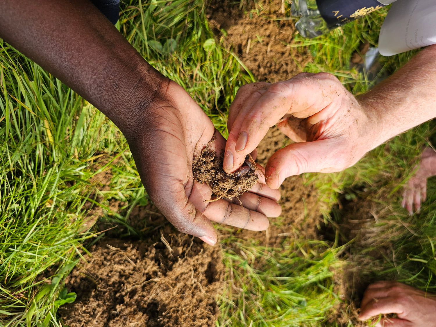 root soil hands