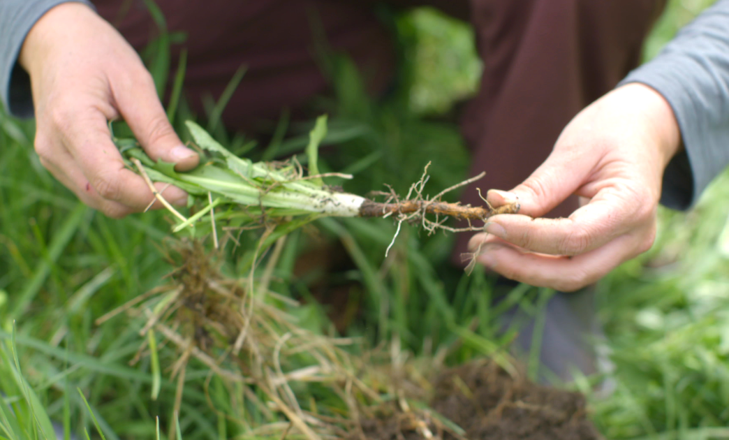 Soil Health Foundation